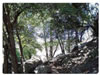 ElPeñon - Arboles